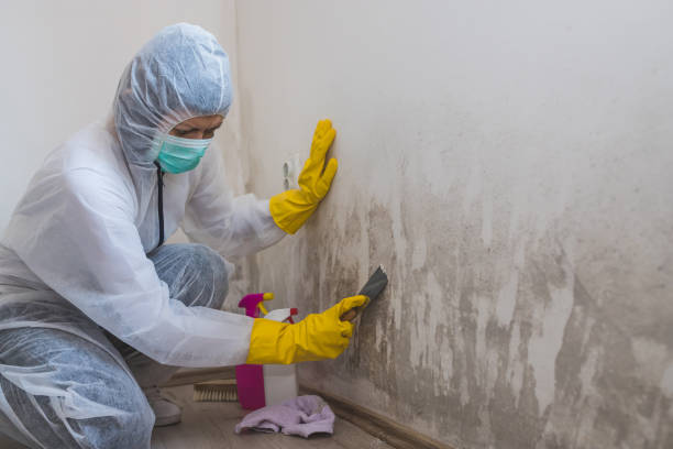 Best Environmental Consulting for Mold Prevention  in Cloverdale, VA